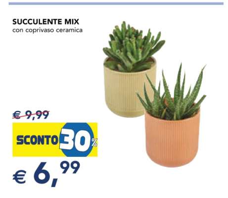 SUCCULENTE MIX