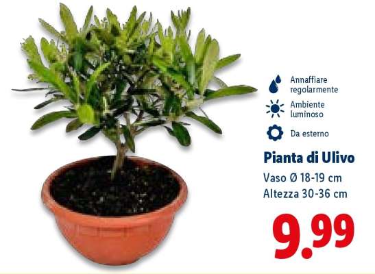 Pianta di Ulivo