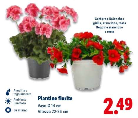 Piantine fiorite