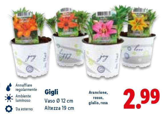 Gigli