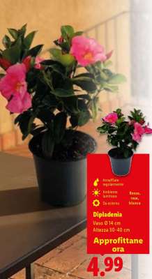 DIPLADENIA