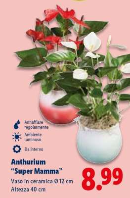 Anthurium 'Super Mamma'