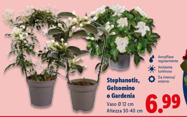 Stephanotis, Gelsomino o Gardenia
