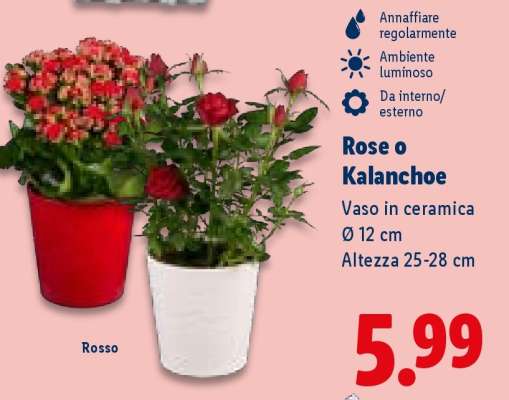 Rose o Kalanchoe