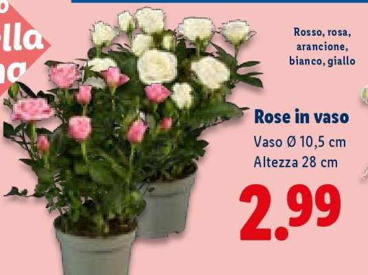 Rose in vaso