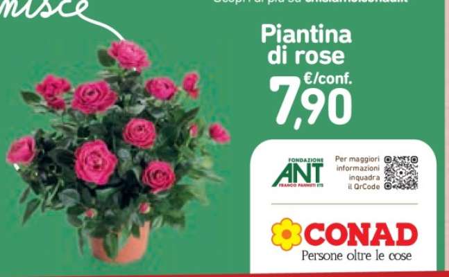 Piantina di rose