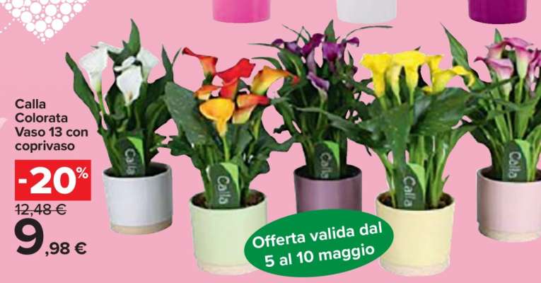 Calla Colorata Vaso 13 con coprivaso
