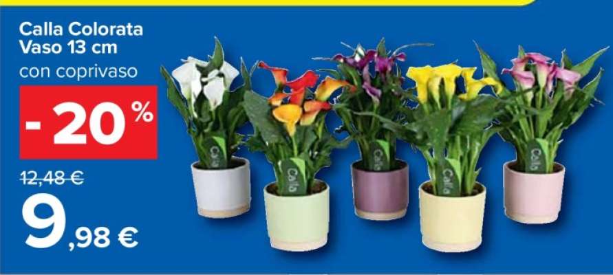 Calla Colorata Vaso 13 cm