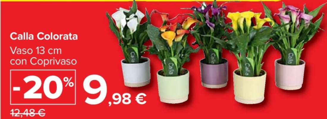 CALLA COLORATA