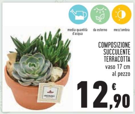 COMPOSIZIONE SUCCULENTE TERRACOTTA