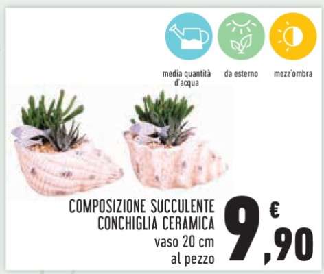 COMPOSIZIONE SUCCULENTE CONCHIGLIA CERAMICA