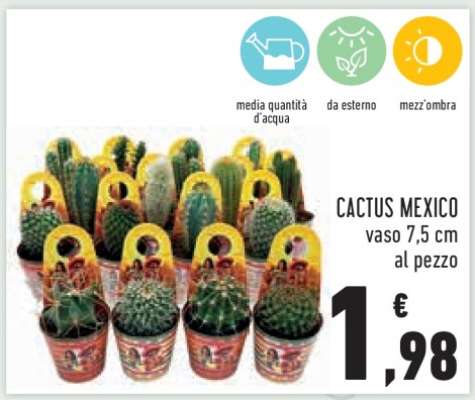 CACTUS MEXICO