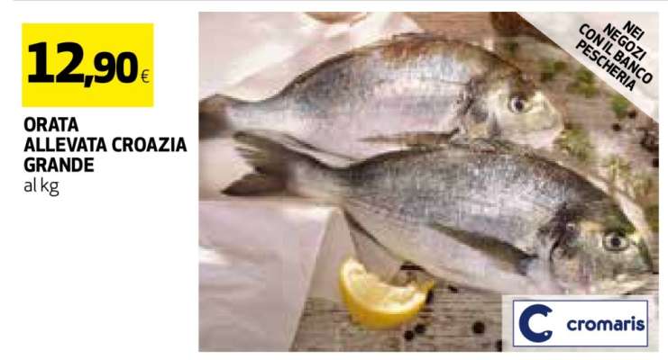 ORATA ALLEVATA CROAZIA GRANDE