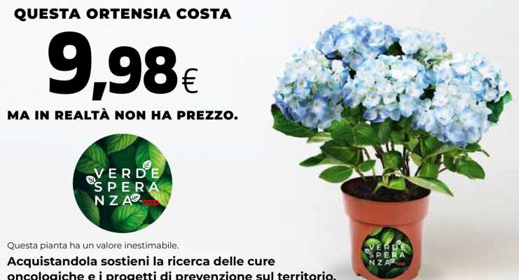Ortensia