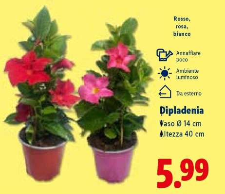 DIPLADENIA