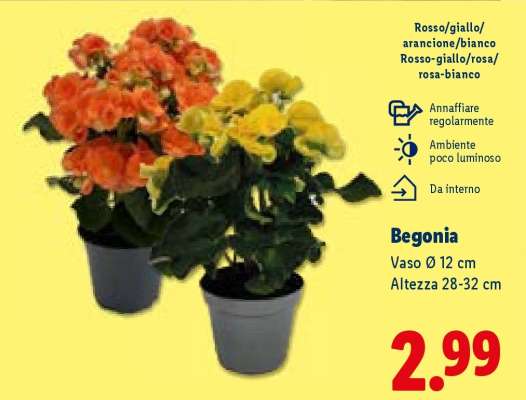 BEGONIA