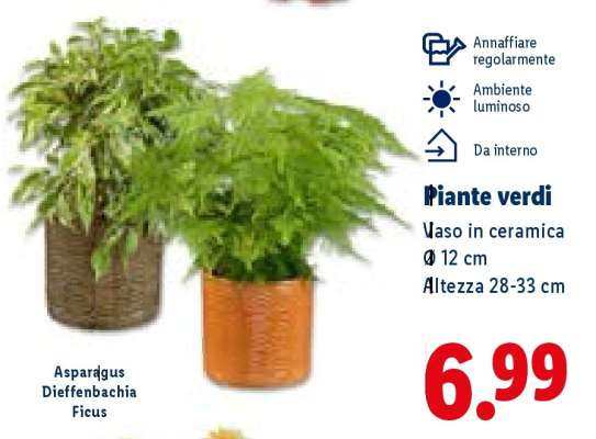 Piante verdi