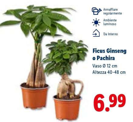 Ficus Ginseng o Pachira