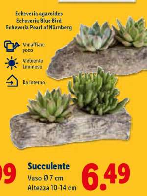 Succulente