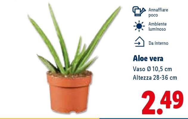 Aloe Vera