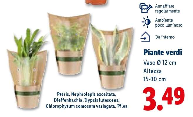 Piante verdi