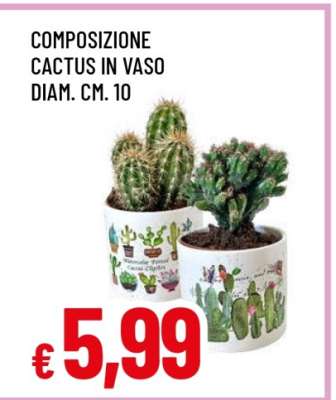 COMPOSIZIONE CACTUS IN VASO