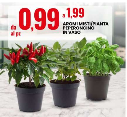 AROMI MISTI/PIANTA PEPERONCINO IN VASO