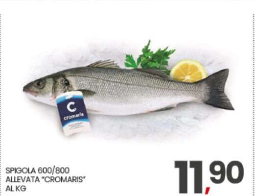 SPIGOLA 600/800