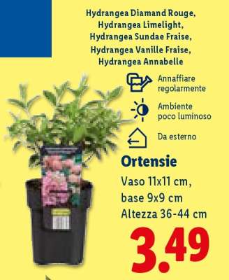 Ortensie