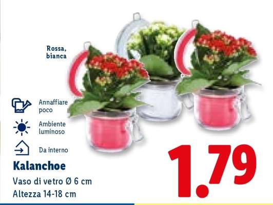 Kalanchoe