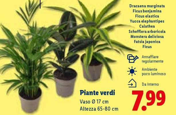 Piante verdi