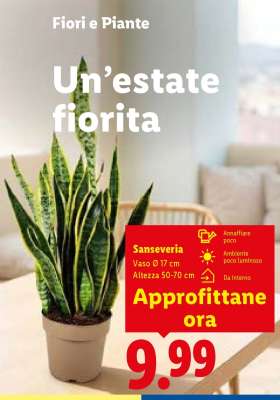 Sanseveria