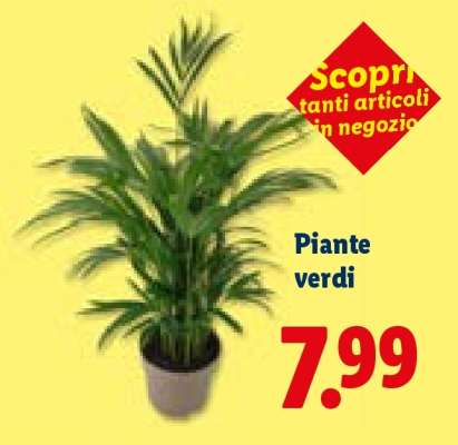 Piante verdi