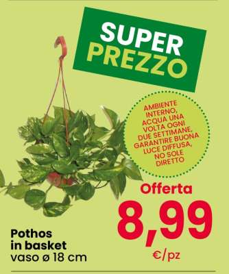 Pothos in Basket