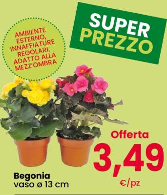BEGONIA