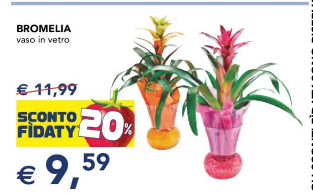Bromelia