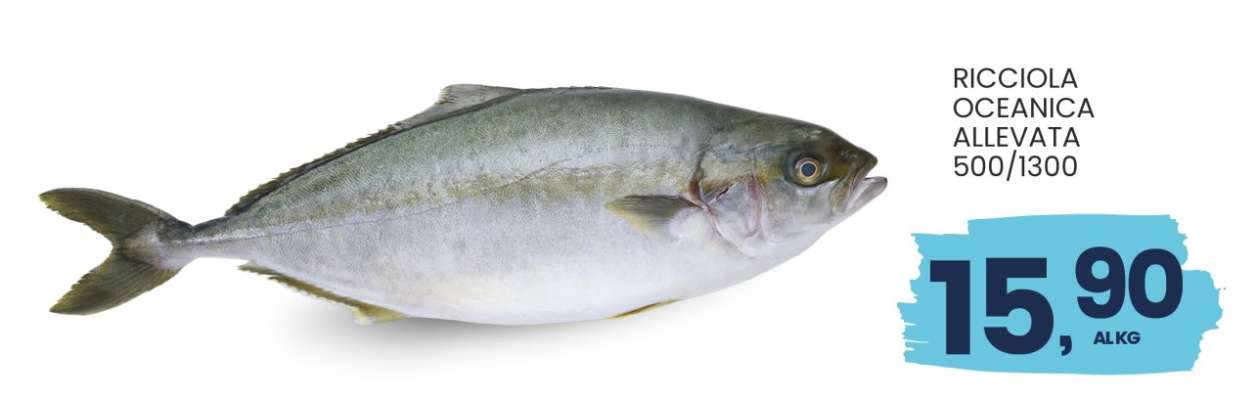 RICCIOLA OCEANICA ALLEVATA