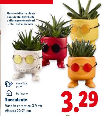 Succulente
