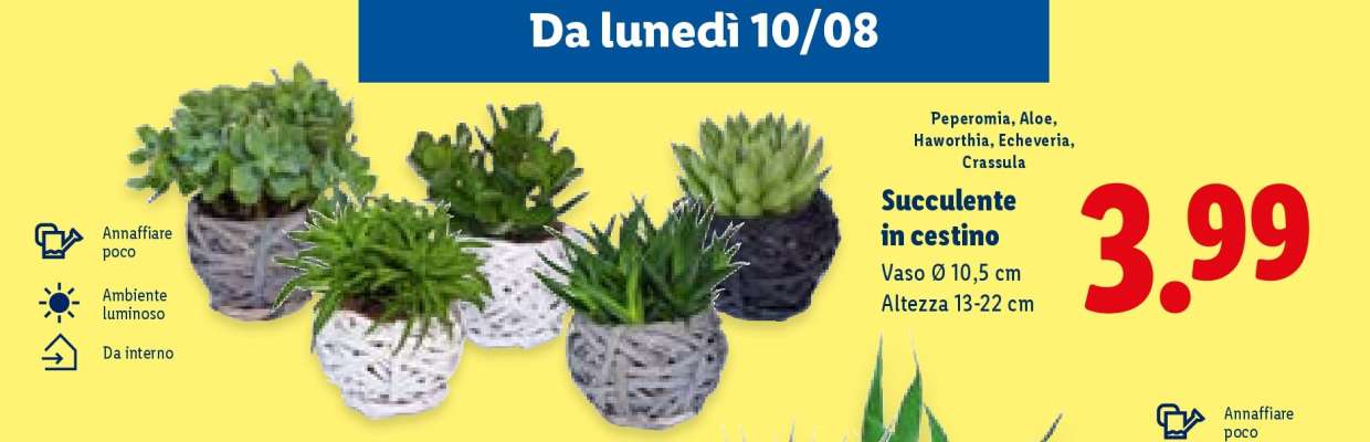 Succulente in cestino