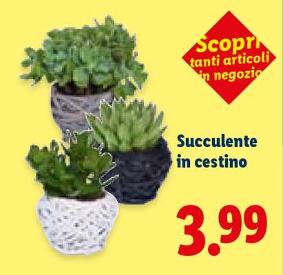 Succulente in cestino