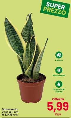 Sanseveria