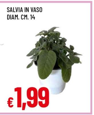 SALVIA IN VASO