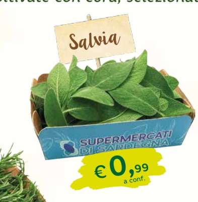 Salvia