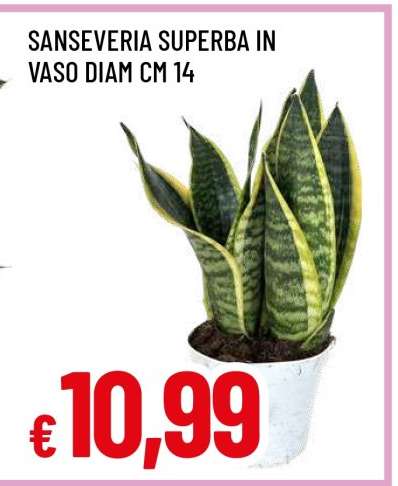 Sanseveria Superba
