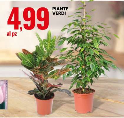 Piante verdi