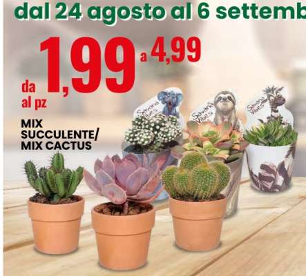 MIX SUCCULENTE/MIX CACTUS
