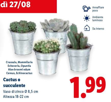 Cactus o succulente