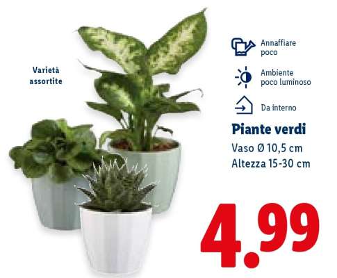 Piante verdi