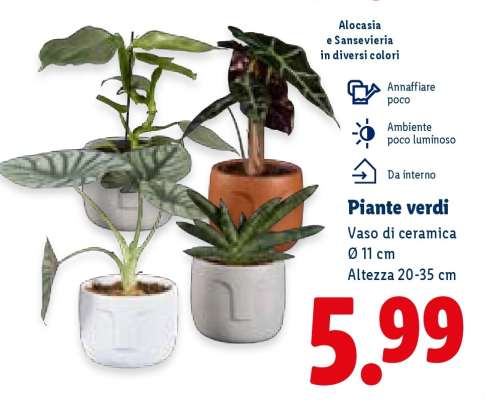 Piante verdi