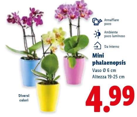Mini Phalaenopsis